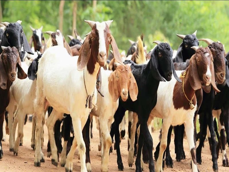 goats-2-600